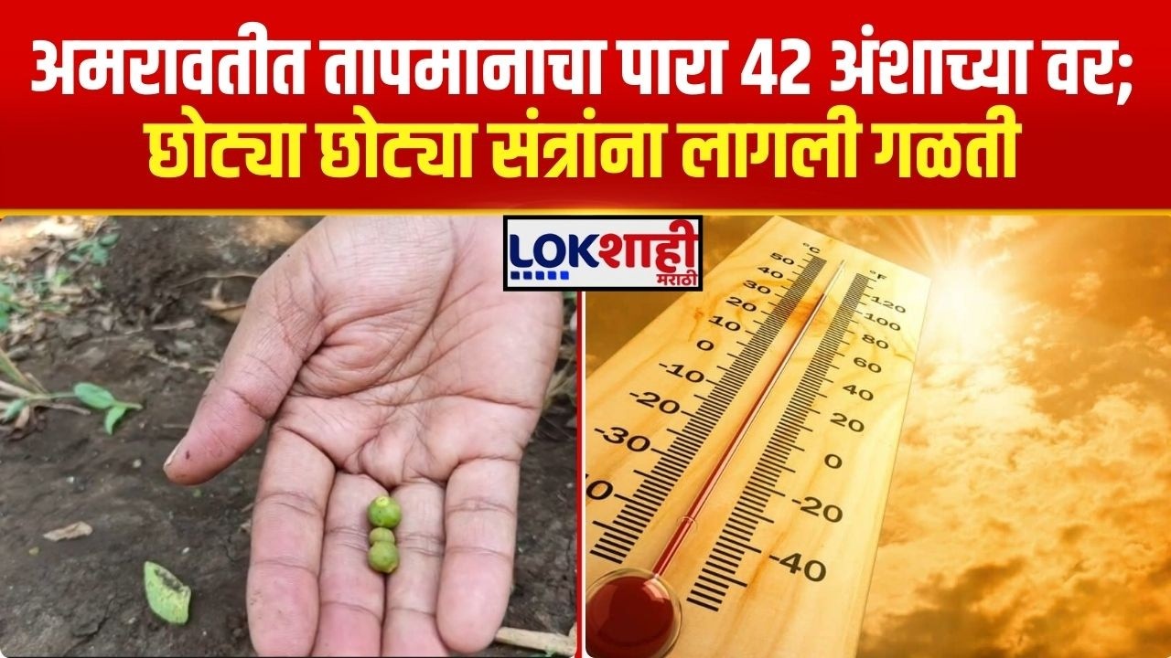 Amravati Heat Wave। अमरावतीत तापमानाचा पारा 42 अंशाच्या वर; छोट्या छोट्या संत्रांना लागली गळती