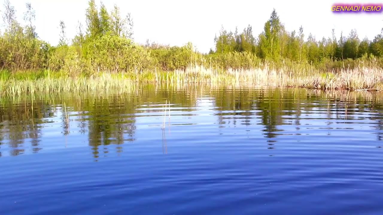 ЛЮБИМОЕ ОЗЕРО. ЛОСЬ НА БЕРЕГУ. ТАНЕЦ ЛЕБЕДЕЙ.