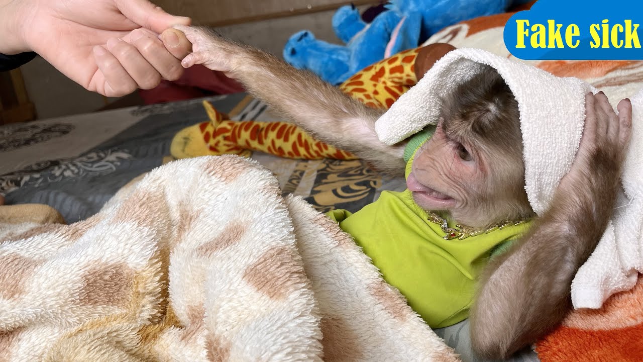 Why smart monkey Max cry and pretends to be sick 🙉