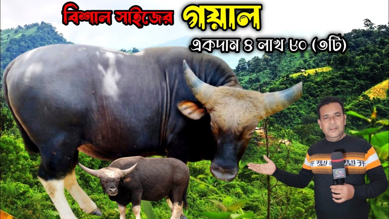 দেশ সেরা ষাঁড় গয়াল! তিনটির প্যাকেজ মূল্য ৪ লাখ ৮০ হাজার! ঢাকা! goyal price in Bangladesh