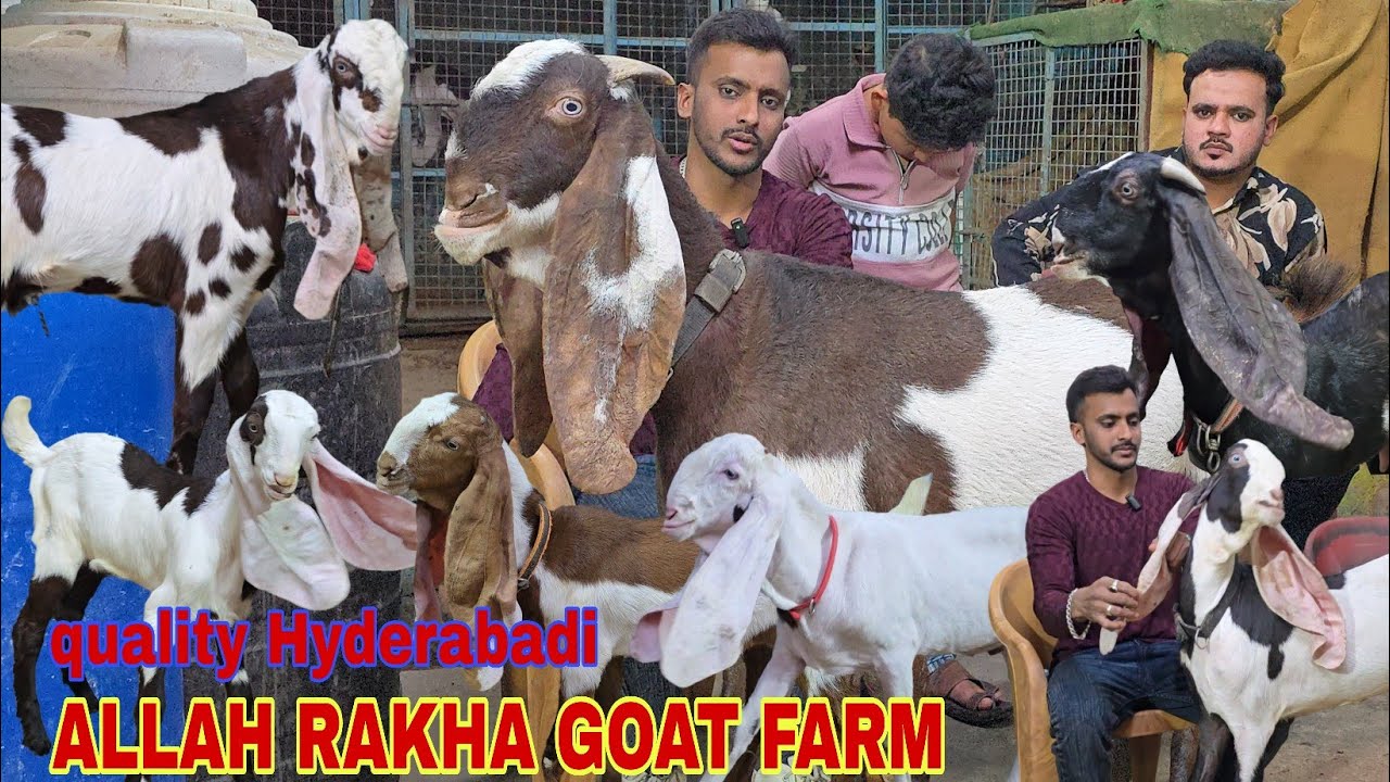 ALLAH RAKHA GOAT FARM TOP QUALITY KIDS FEMALE MALE GULABI BREEDLINE IN AURANGABAD 