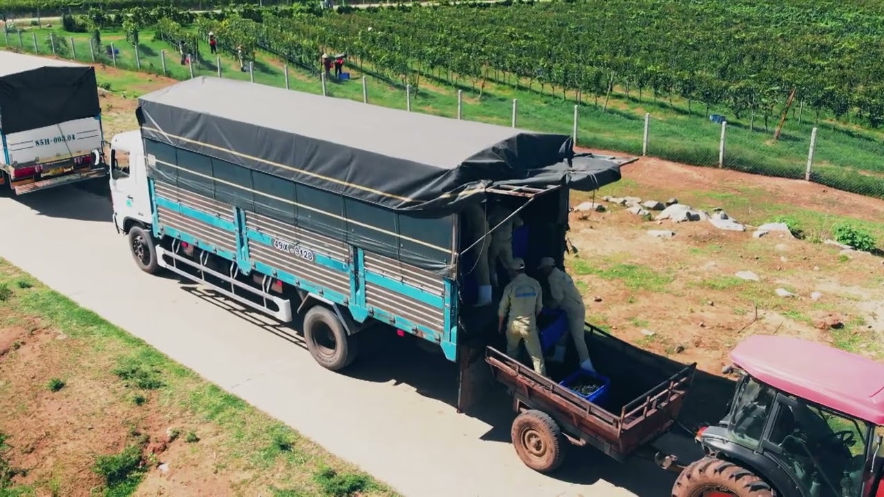 VƯỜN NHO CHATEAU DALAT  CỦA LADOFOODS - NHÀ LÀM VANG SỐ 1 VIỆT NAM