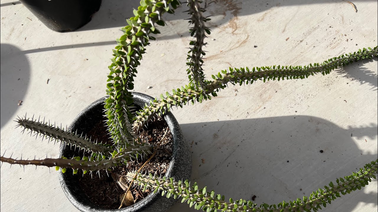 РАСТИТЕЛЬНЫЕ РАБОТЫ. ОТДЕЛЕНИЕ И ПЕРЕСАДКА ALLUAUDIA PROCERA MADAGASCAR OCTILLIO. #суккулентные #...