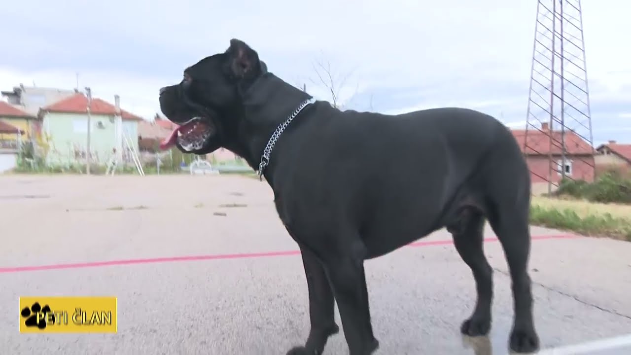 Peti Član -  Cane Corso (emisija o ljubimcima)