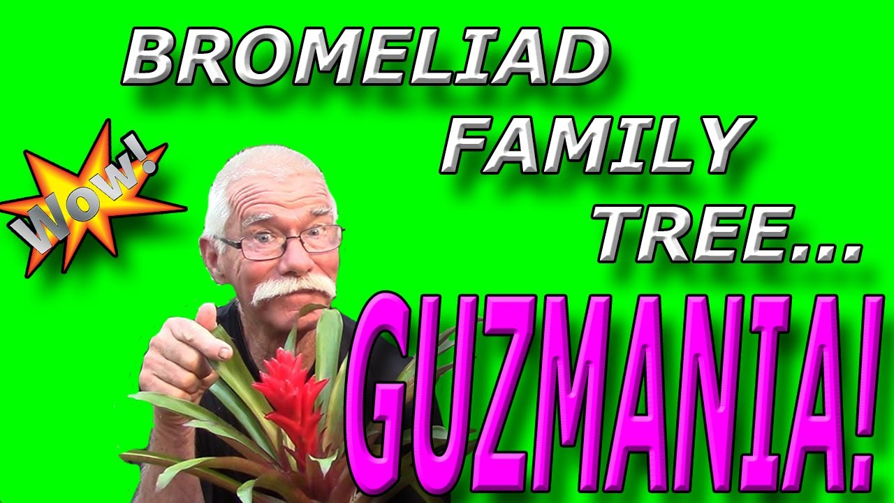 Bromeliad family Tree:  Guzmania!