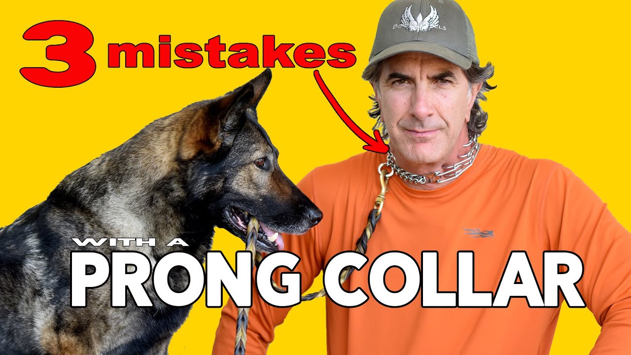 Prong Collar Mistakes People Make with German Shepherds - Robert Cabral Dog Training Video
