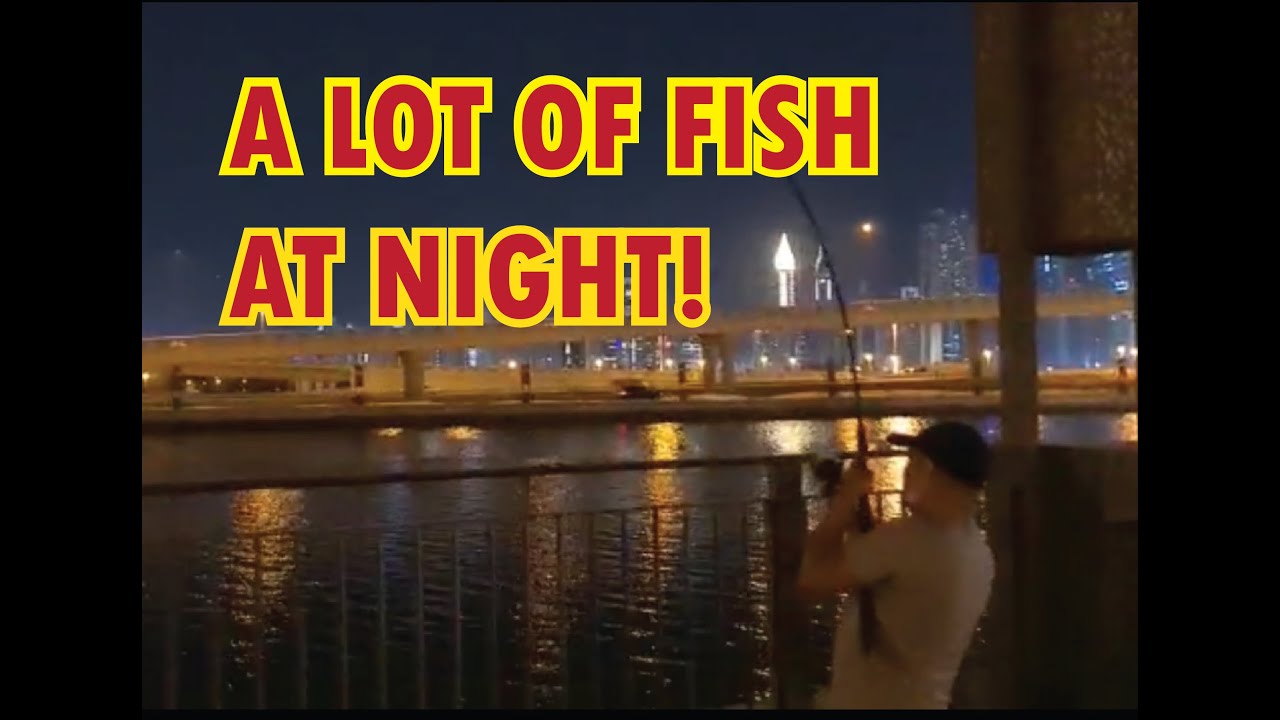 Ep. 08- Night Fishing w/ Officemates @ Dubai Creek- D3 #dubaifishing #nightfishing