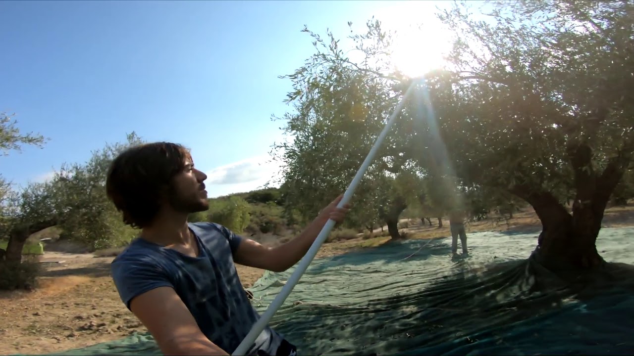 Olive picking in Greece