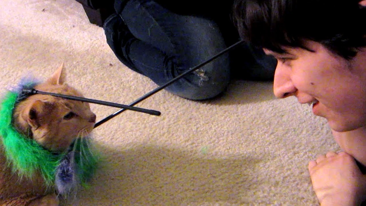 Kitty Jousting (Day 1152 - 1/19/13)
