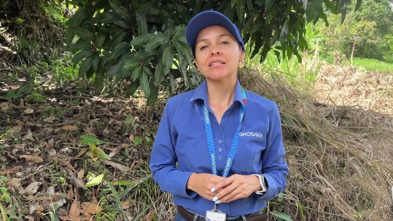 Productores de ASOPLAVIL, la Gob. del Tolima y AGROSAVIA tejen alianzas por el plátano tolimense