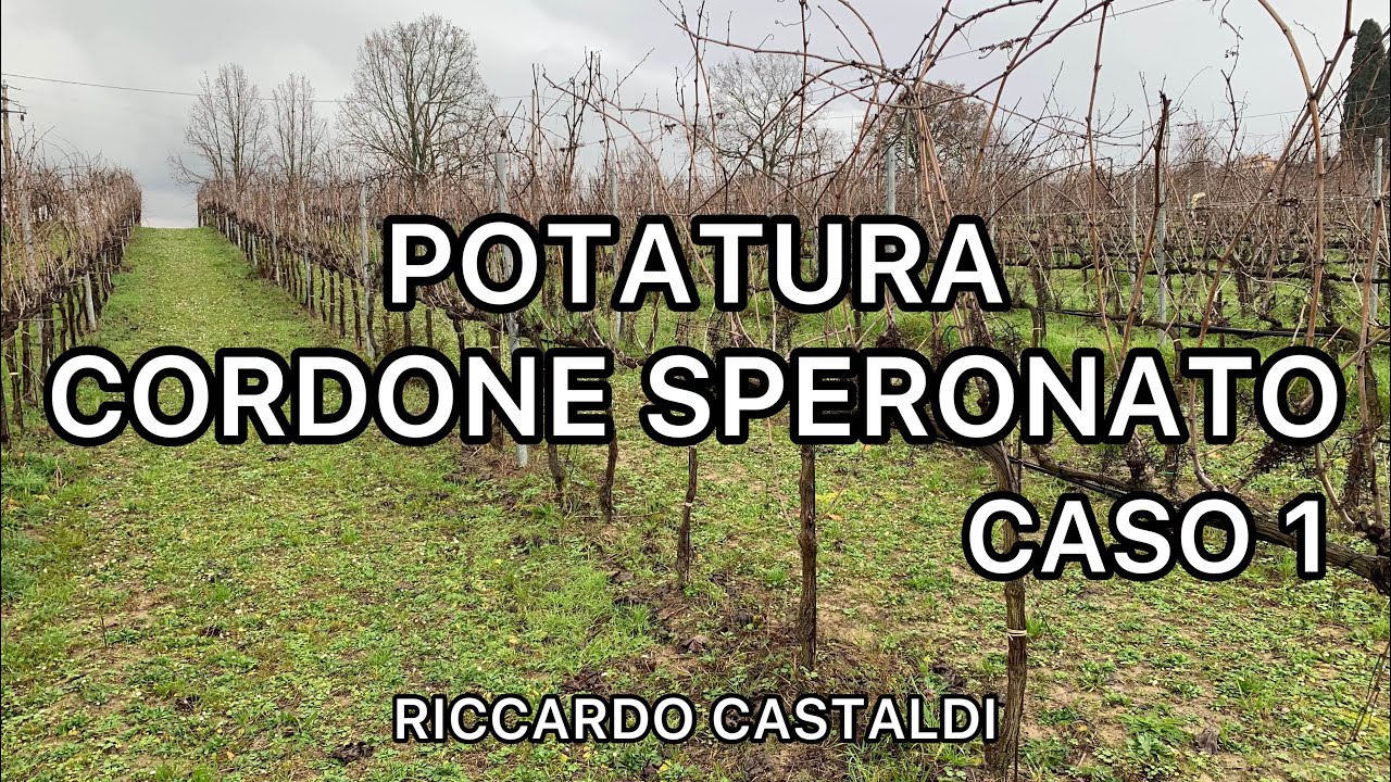 Vite. La potatura del cordone speronato - Caso 1 di 3