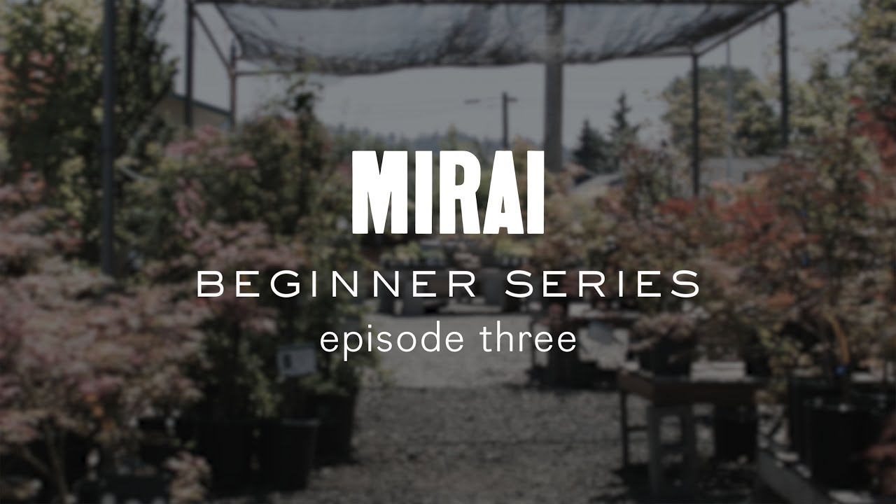 Bonsai Beginner Series - Cleaning Deciduous