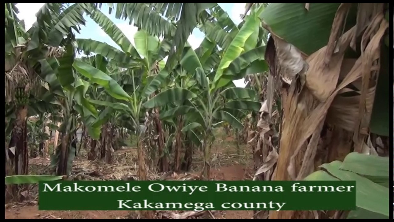 BANANA FARMING IN KAKAMEGA-farmers check kts tv kenya