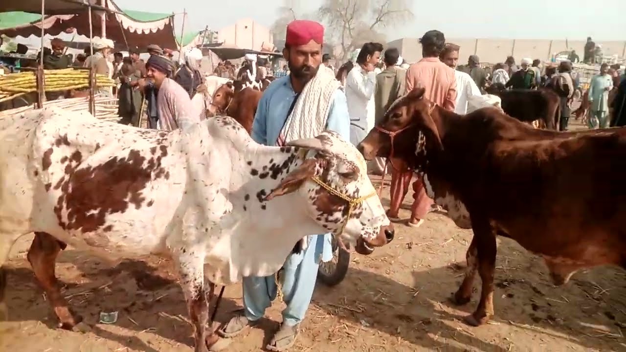 منڈی پے گوشت والی گائے