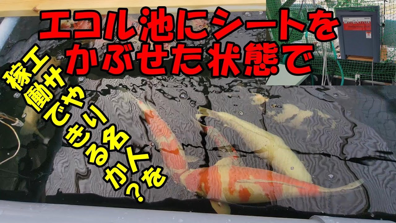 エサやり名人を稼働できるか？＃錦鯉飼育＃泳ぐ宝石錦鯉＃庭池＃アクアリウム＃ジャパン