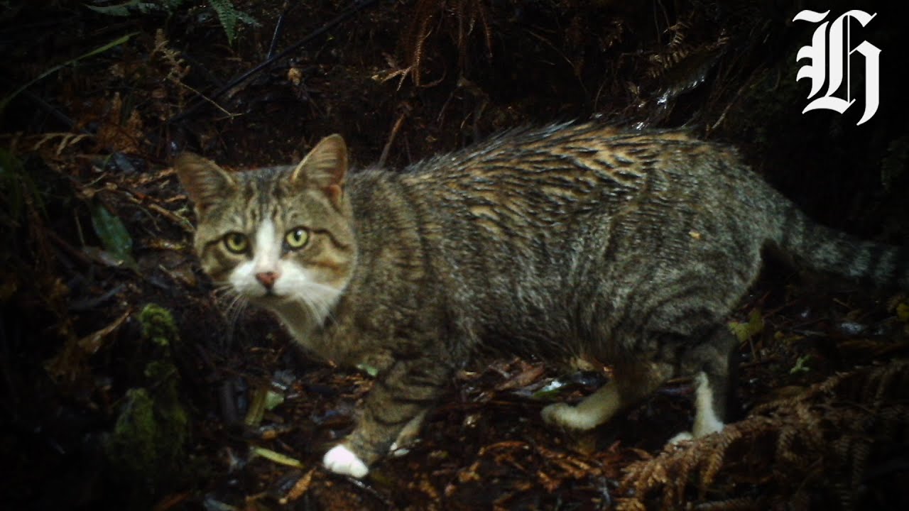 Call for feral cat cull from NZ Veterinary Association