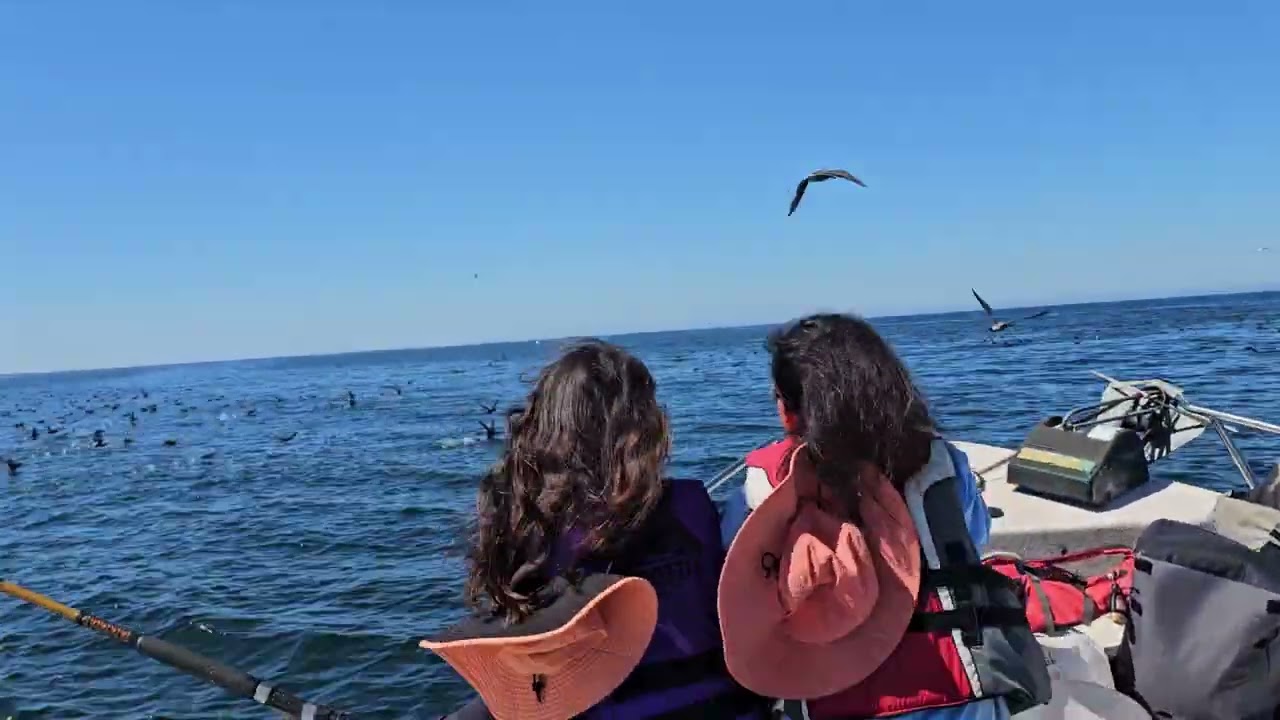 20240902 Monterey mackerel fishing S23 2 Huge swarm of Birds showing us the Fish