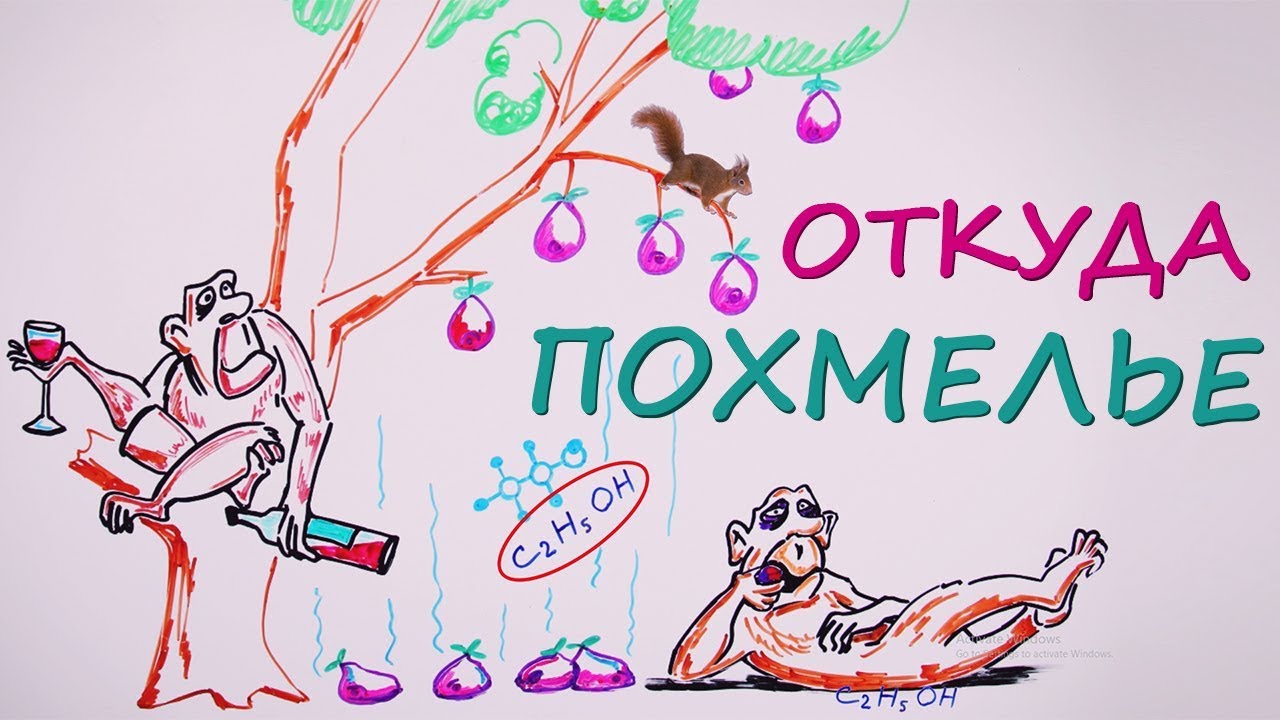 Почему от похмелья так плохо? — Научпок