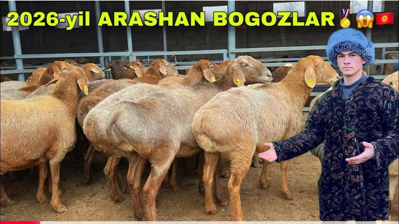 NAVRUZBEKA 3 TA BOLALIK ONA BOLALAR KELDI ARASHAN NAXT BÒGOZLARDAN SHOSHLING 