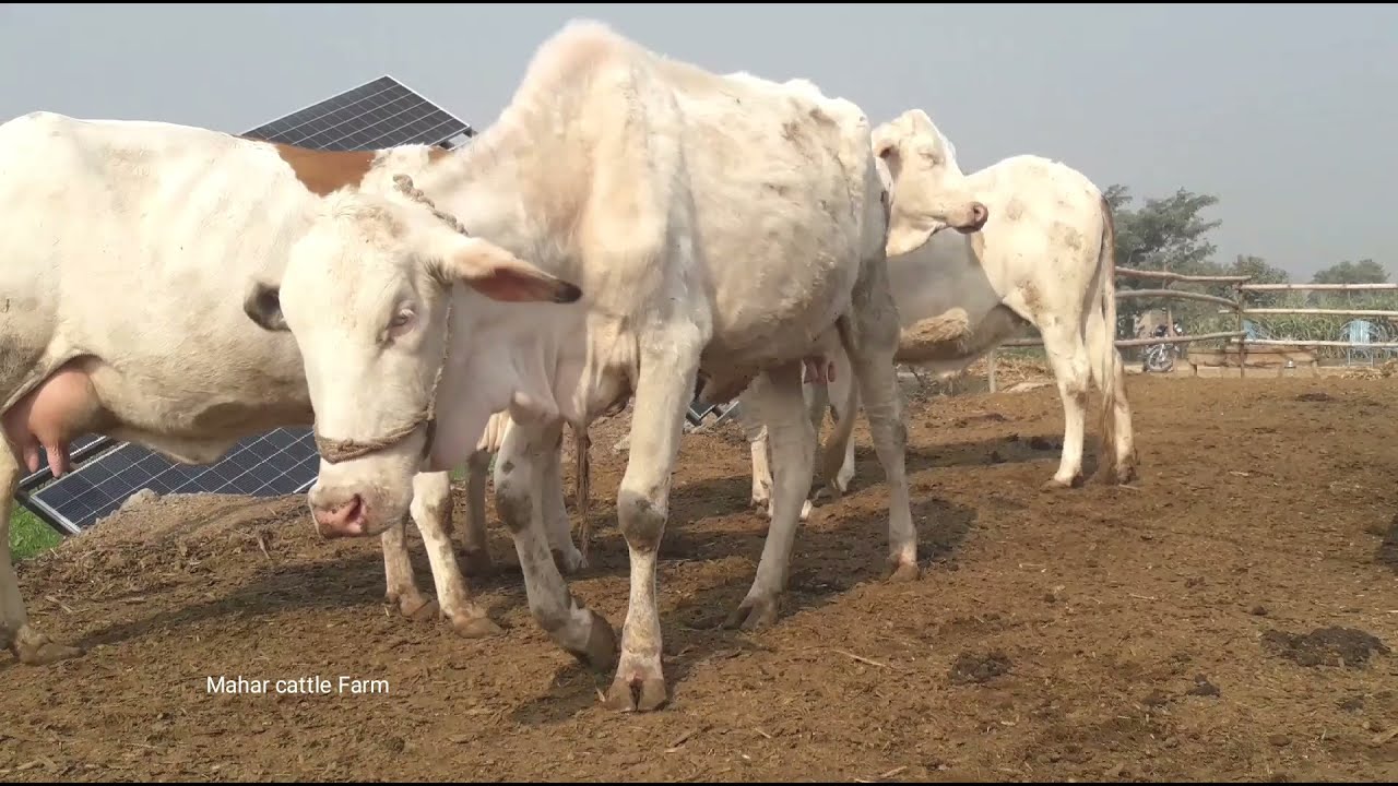 Gulabi Cholistani Cow , Pure Cholistani Ablak Breeding Step