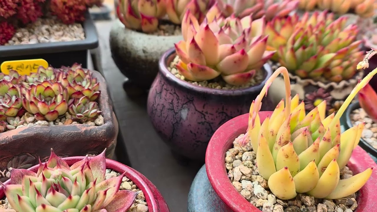 다육이들였다#내놓았다#반복#노동일까요?(26.3.12)