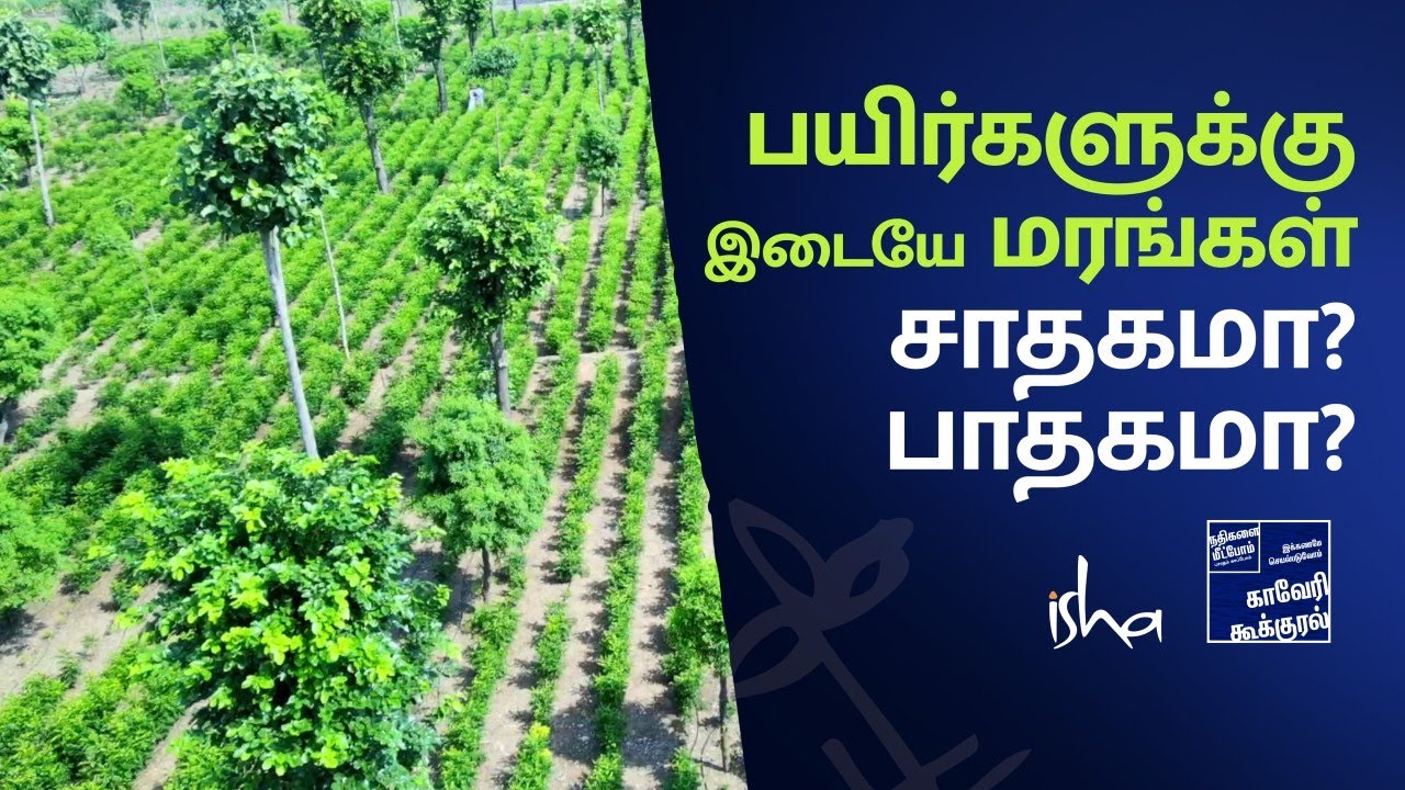இரட்டை வருமானம்! சந்தன மரமும், கறிவேப்பிலையும் - சாதிக்கும் மரப்பயிர் விவசாயி | Tree Based Farming |