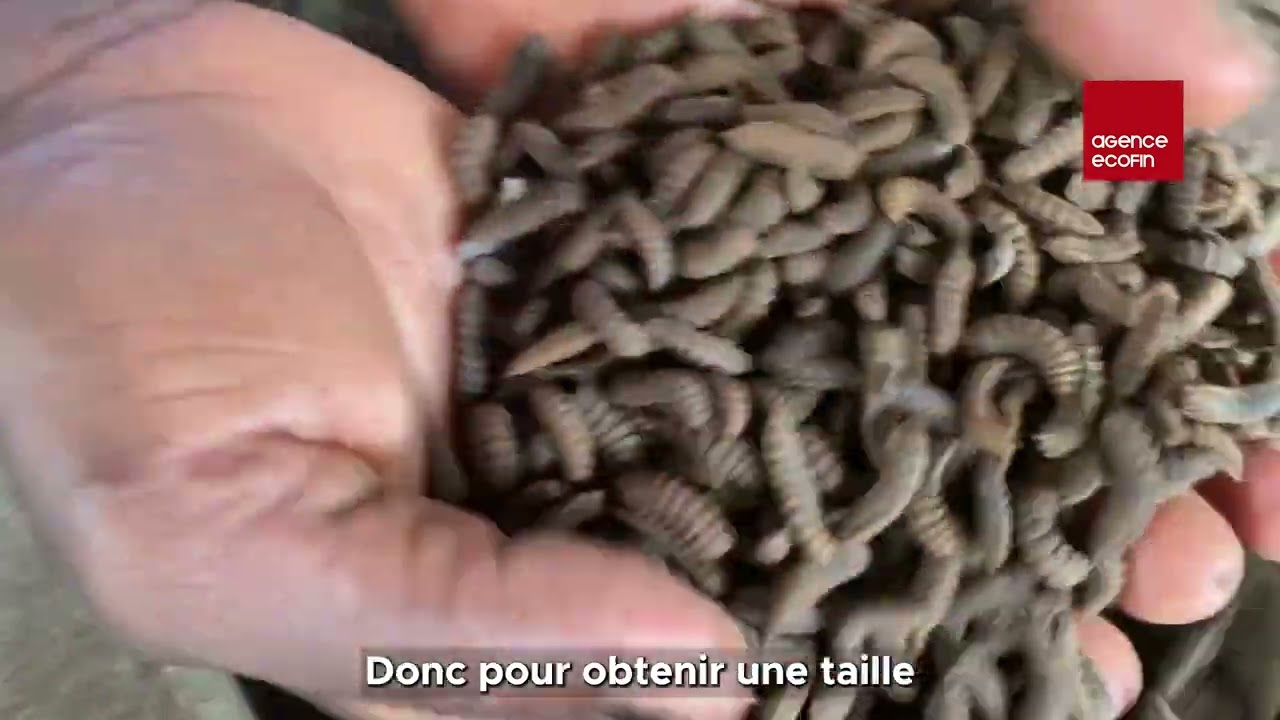 L'incroyable parcours d'Augustin Millan 🇨🇮 : de la téléphonie 📱 à la pisciculture innovante 🐟💡
