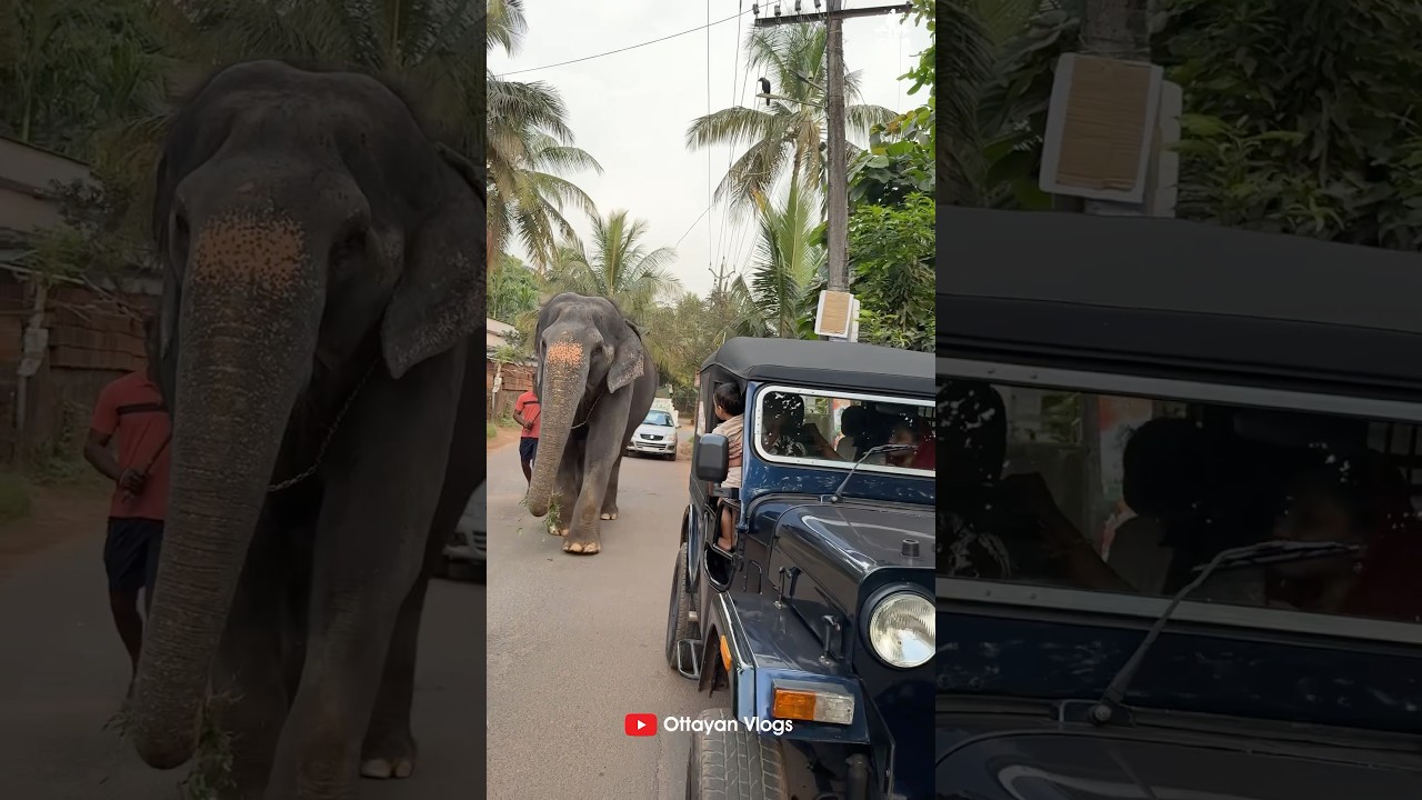 കാവേരിയുടെ കുഞ്ഞു ആരാധകൻ🥰🥰 I Kaveri Elephant Malappuram 
