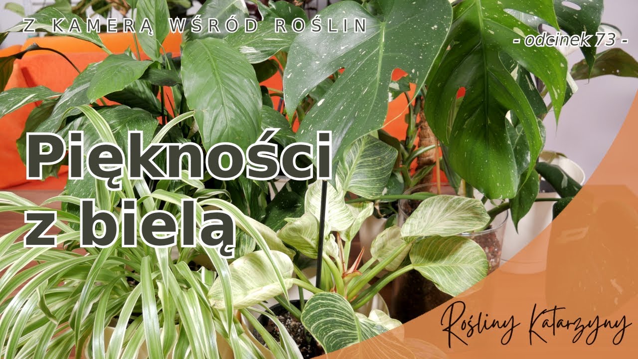 Przegląd zielonobiałych roślin 🌱🪴 Domowa dżungla nie mieści się w kadrze 😅, cz6 - 🪴 ZKWR 73