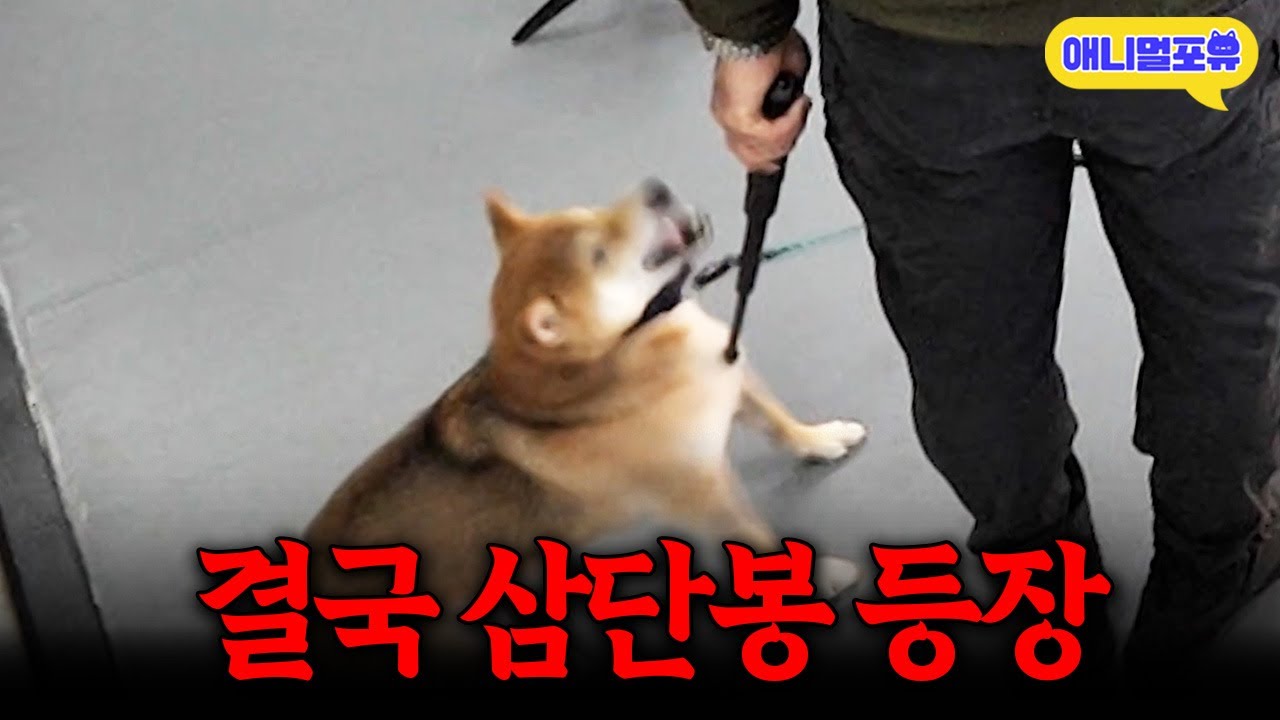 결국 삼단봉 등장.. 주인 무는 배은망덕한 개 결국 I KBS 개는 훌륭하다 개훌륭사관학교 251127 방송