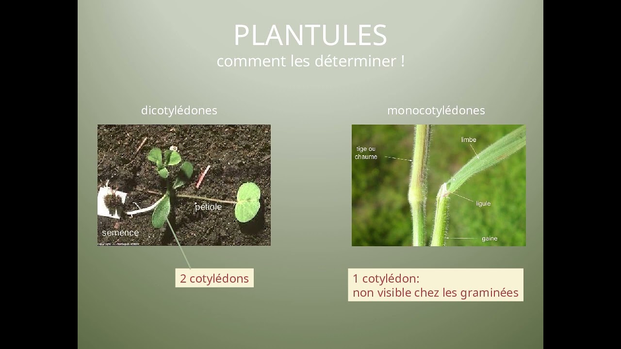L’identification des plantules d’adventices (conférence de Philippe Jauzein)