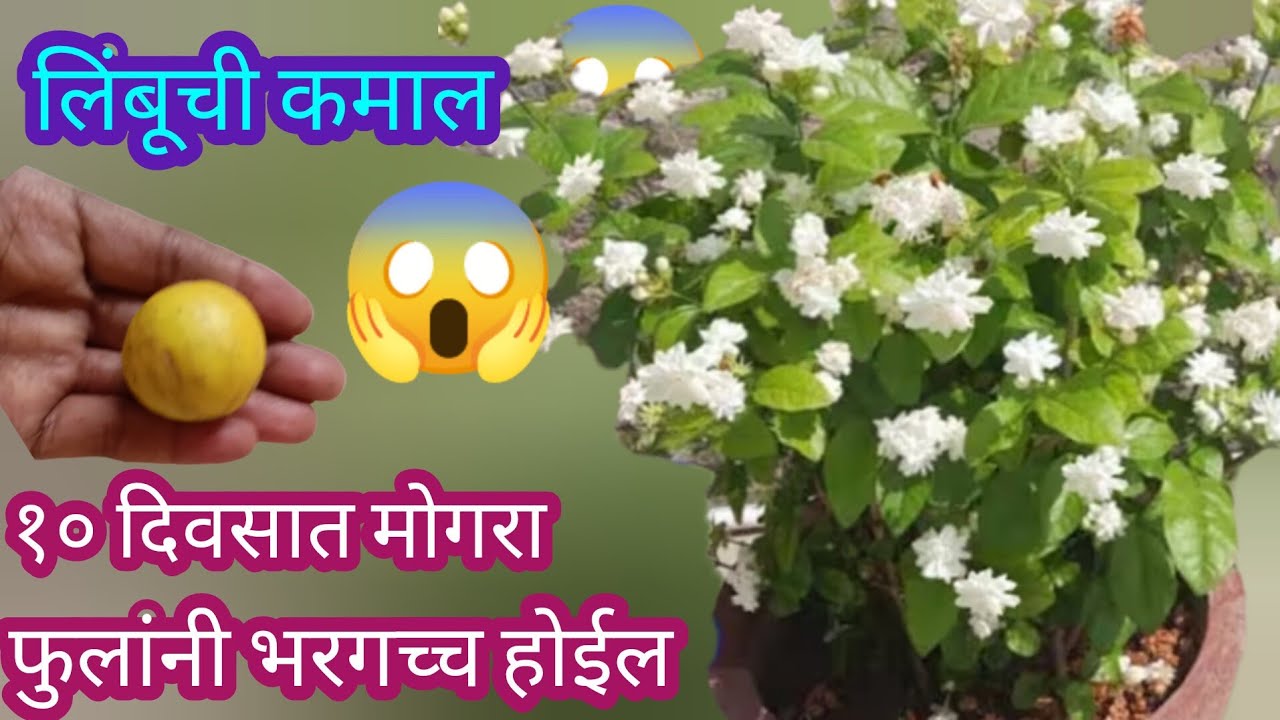 या खताच्या वापराने मोगरा फुलांनी भरगच्च होईल||Organic fertilizer||#spgardeningmarathi