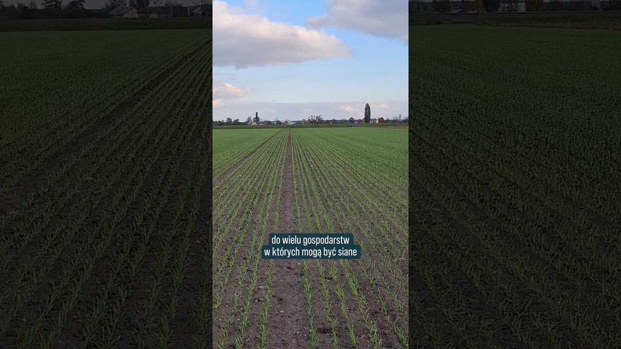 Pszenica ozima 12 dni po siewie (woj. śląskie) 🌾🌱  #rolnictwo #shorts #pszenica
