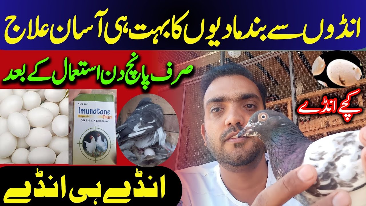 Andon Se Band Madi Ka Ilaj |  Andon Say Band Kabotarion Ka ilaj | Aftab Bhai