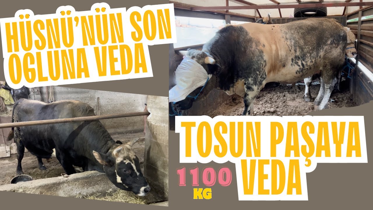 DELİ TOSUN HÜSNÜ’NÜN SON OĞLU / TOSUNPAŞA KESİME GİDİYOR 