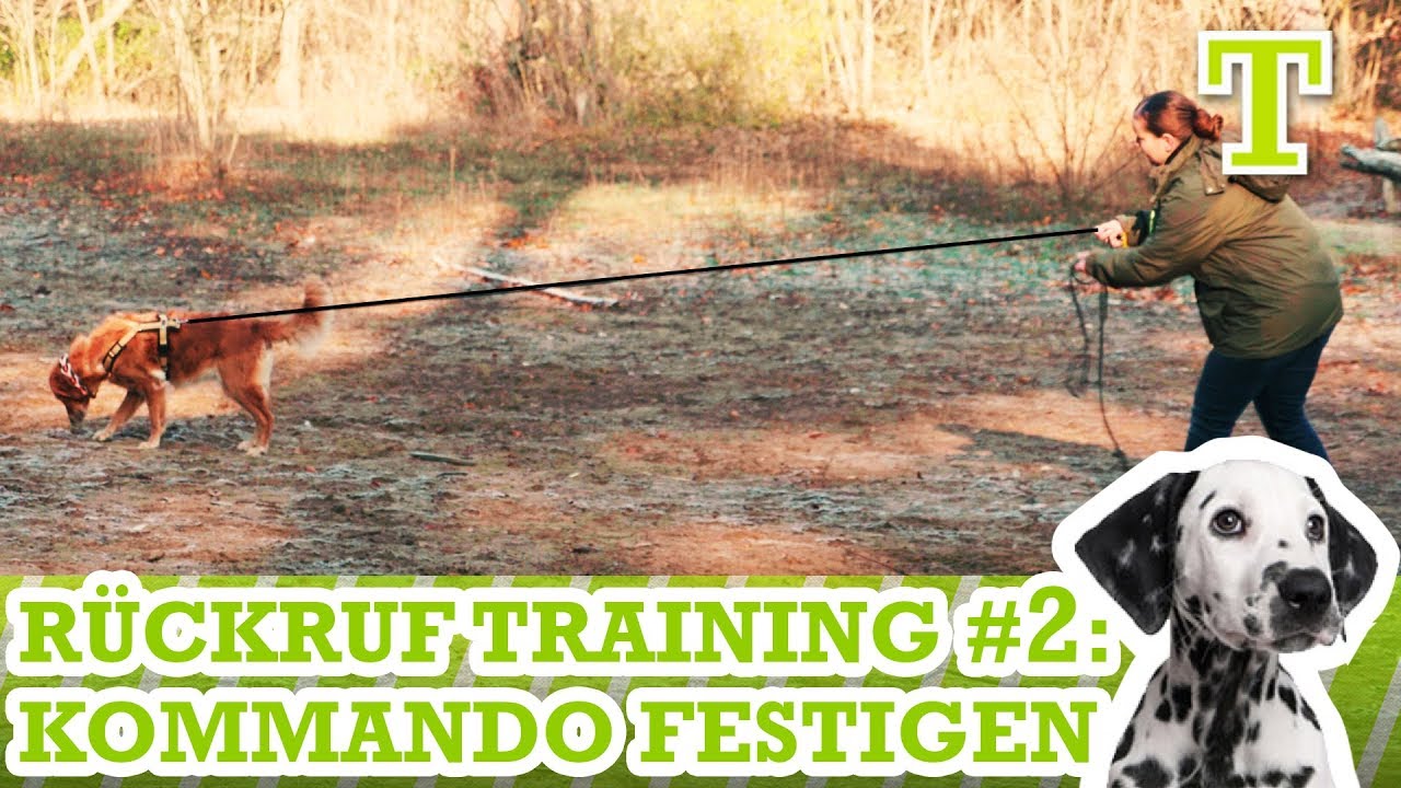 Sicherer Rückruf bei Hunden - Hunde Rückruftraining Teil 2: Durchsetzen und Rückruf Festigen