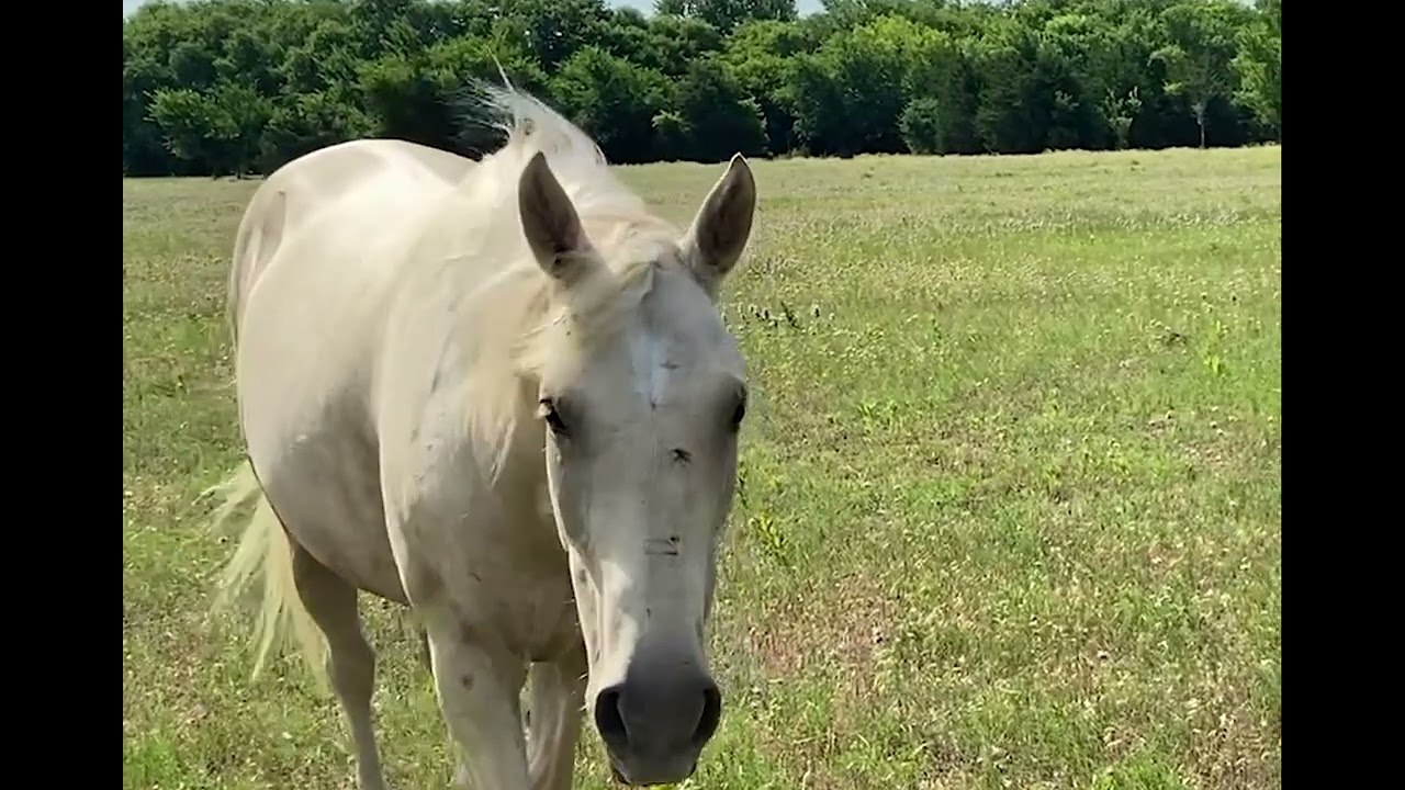 Understanding Your Horse pt 3  The Horse's Vision
