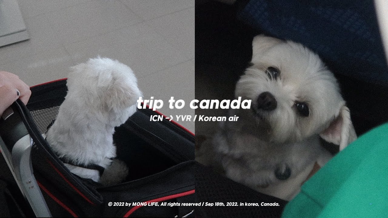 🇨🇦 강아지랑 같이 대한항공 타고 캐나다 밴쿠버로 | 반려동물 동반 캐나다 여행 / 강아지 기내 탑승, 10시간 장거리 비행, 반려견과 해외여행