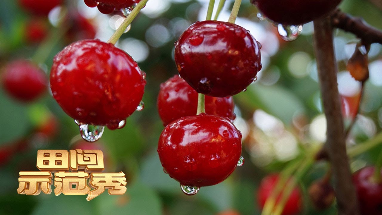 樱桃树遭遇大量落果，看父女如何齐心找到种植樱桃的好办法！丨「田间示范秀」20221109