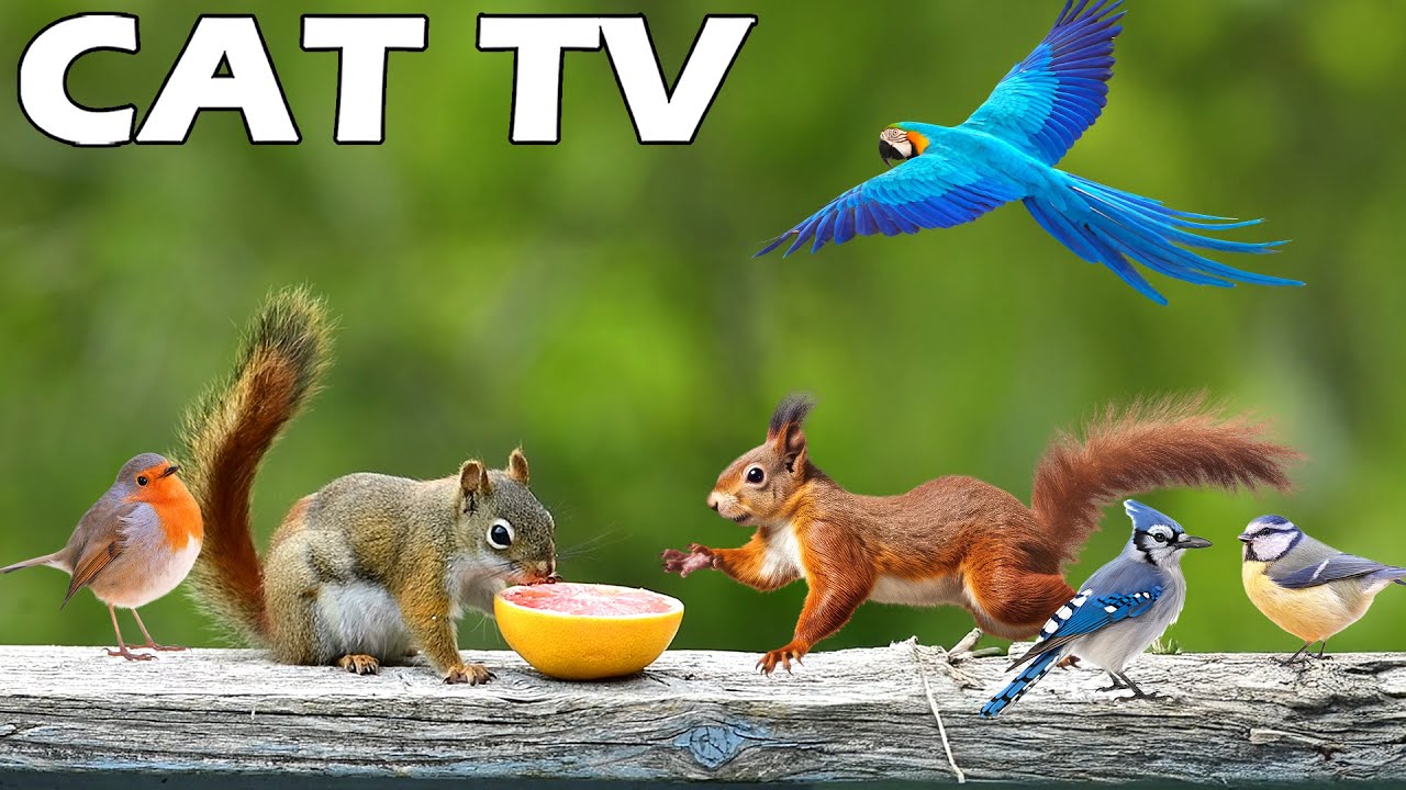 КОШЕЧНЫЙ ТЕЛЕВИЗОР ДЛЯ КОШЕК 😻🎥 Наблюдение за белками и птицами 🐿🦜 Развлекайте своих кошек рассла...