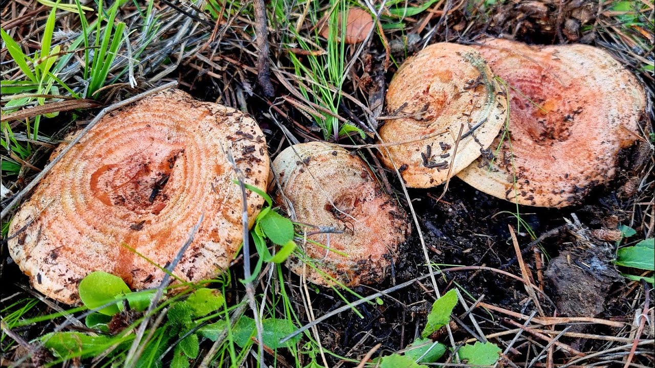 NISCALOS🍄 &iexcl;BOSQUE PLAGADO DE SETAS ENERO 2025!