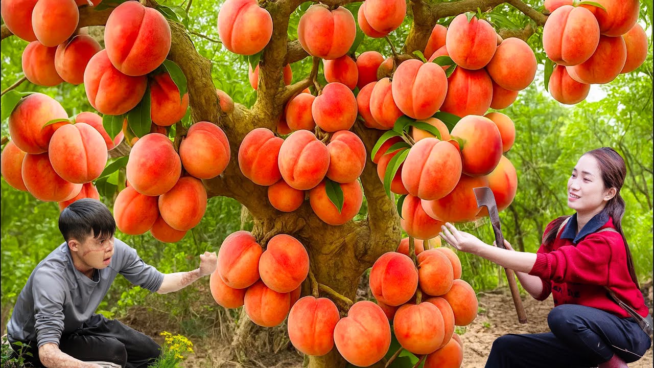 Harvesting 1000+ Giant Ambarella & Recipe for Making Spicy Sauce from 1000 Ambarella Fruits