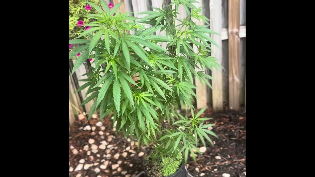 Malawi strain by ace seeds!! Nutrient deficiency in cannabis. Strong strains