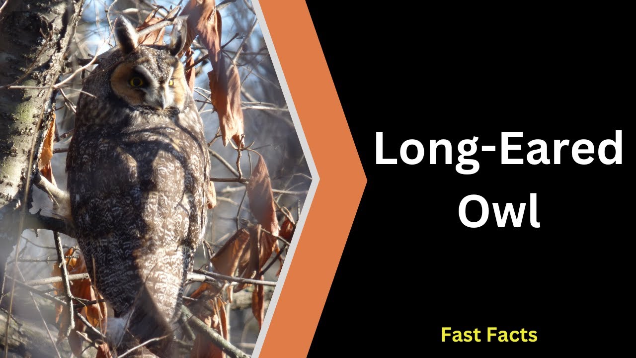 Long-eared Owl Fast Facts