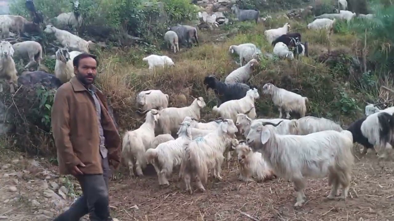 बुगयाल से निकल कर गमऀ क्षेत्रों की और बकरिया रवाना
