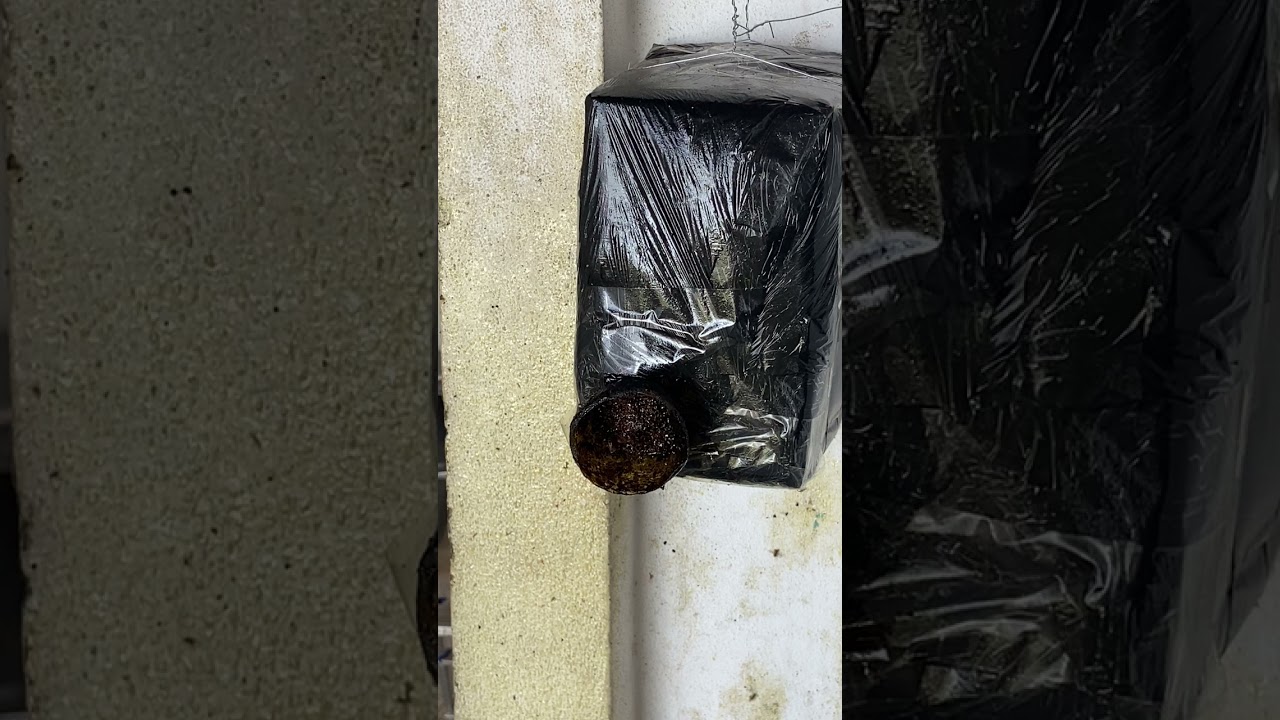 A defesa natural da abelha marmelada que poucos percebem