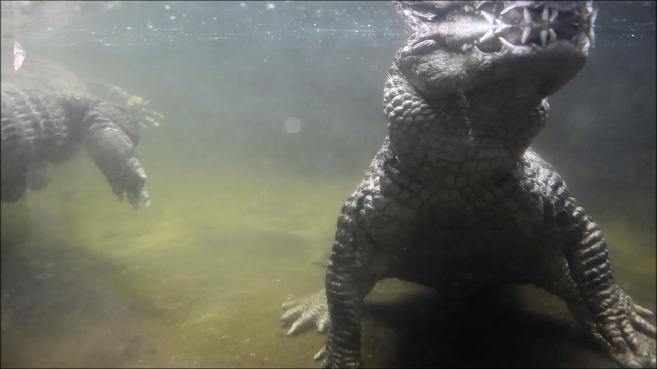 karmienie kajman&oacute;w w Starym Zoo w Poznaniu