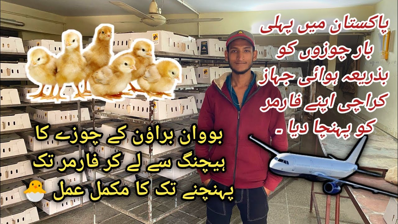 Bovans brown day old chicks | Bovans brown farming | Poultry farming in Pakistan 🇵🇰