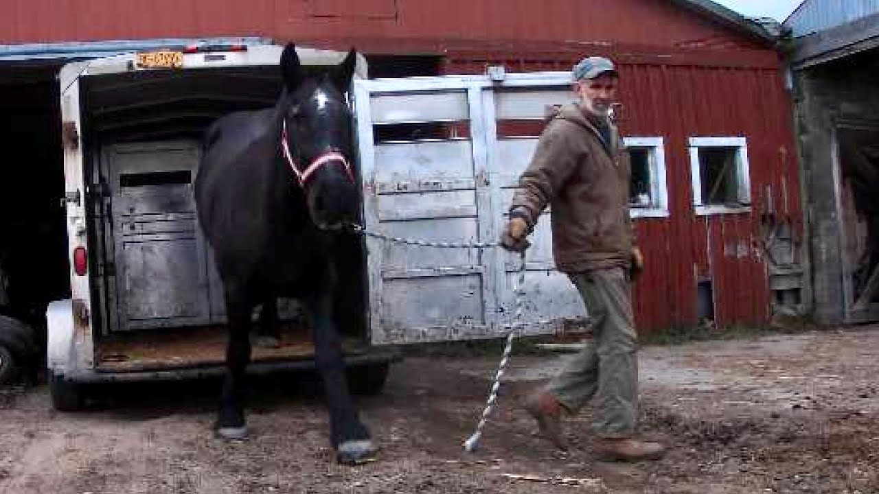 Clipping Horses Manes/ Inspecting Sleigh Ride Trail