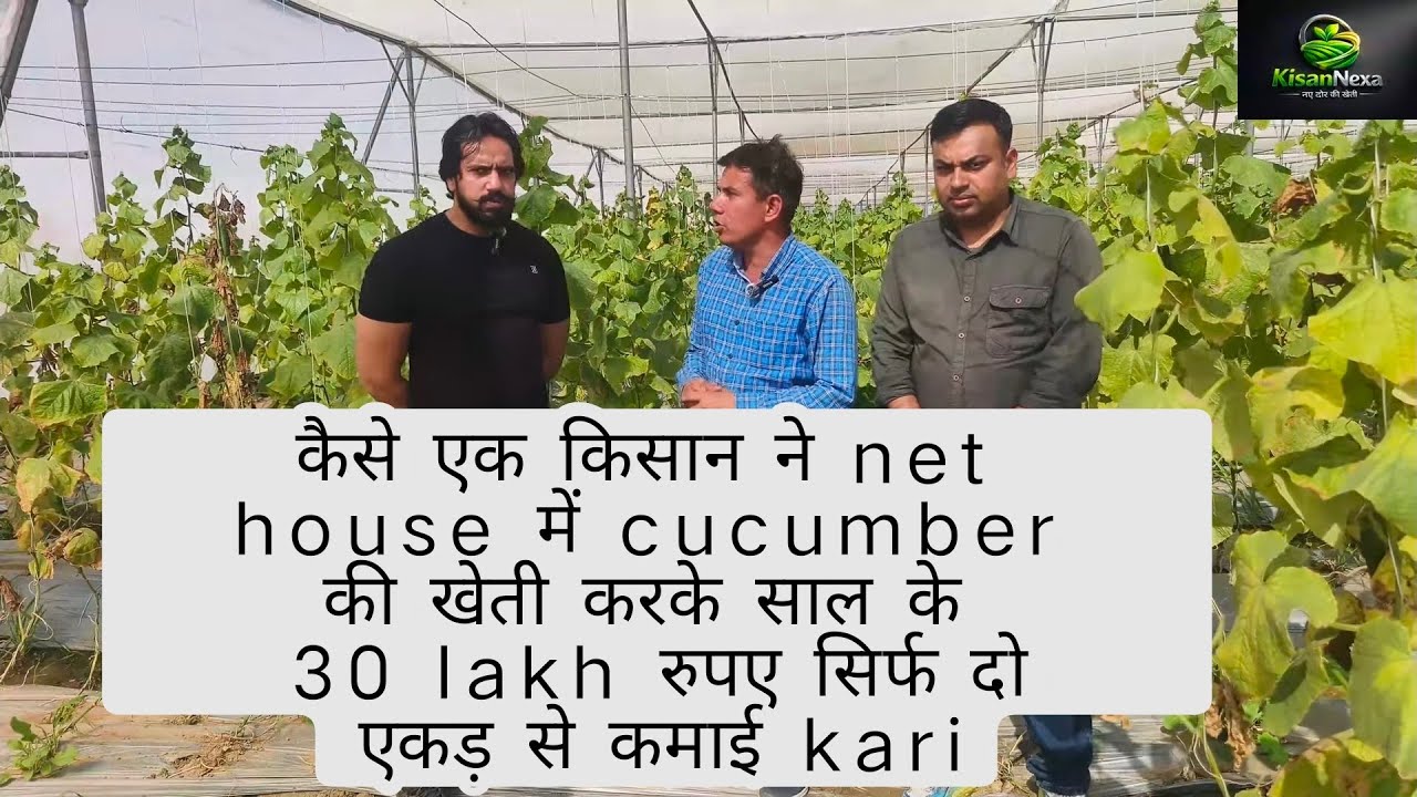2 एकड़ में नेट हाउस लगाकर किसान कमा रहा साल के ₹30 लाख | खीरे की खेती से लाखों की कमाई@Kisannexa